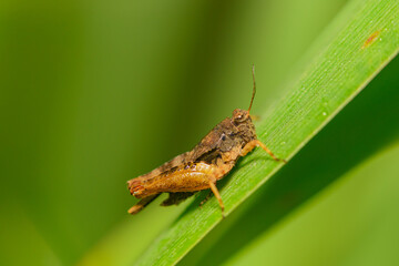The small swamp grasshopper (Stethophyma grossum), an endangered species of insect unique to wet meadows and marshes