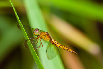 Capung (Indonesia) or Dragonflies are a group of insects belonging to the Odonata nation. has four me transparent and a long needle-like body.