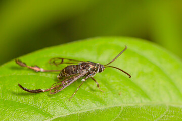 Fototapeta premium A wasp-like fly. A fly with yellow and black stripes on the abdomen. Insect life in the wild