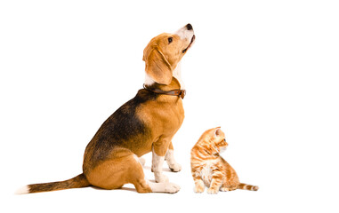 Beagle dog and kitten Scottish Straight sitting together isolated on white background, side view