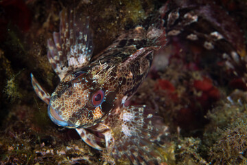 Blennie saltwater fish near shoreline in the Mediterranean sea