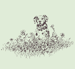 Cute puppy dog sitting in the grass and flowers meadow - 463827490
