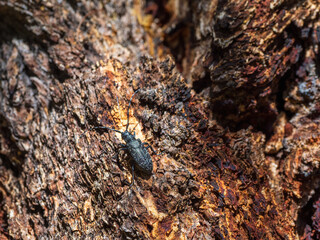 Natural background with a beetle. large black barbel beetle crawls along the brown bark of a tree in the forest. Close up, copy space.
