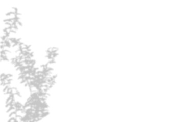 Photo blurred shadow effect from a grass, plant, or flower. Decorative Design element with empty space.