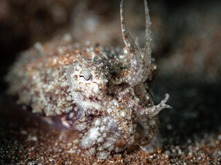 Close up detail of cuttlefish - Sepia camouflaging with its surrounding in the Mediterranean Sea