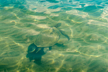 Large sea turtle swimming underwater in the Mediterranean coastal zone off the coast of Turkey