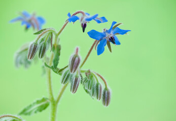 Borage flower on a green blurred background.