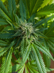 Grüne Cannabis Blüte in Großaufnahme