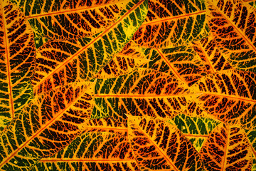 Green leaf background abstract of nature