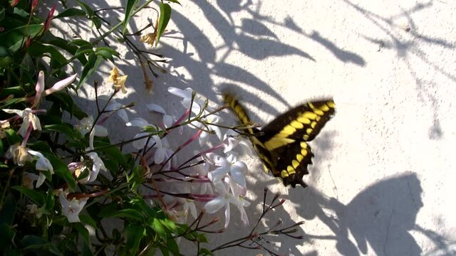 A Papilio thoas butterfly flying over white flowers.