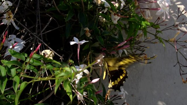 A Papilio thoas butterfly flying over white flowers.