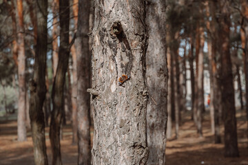 butterfly on a tree trunk in the forest