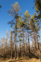 Fototapeta premium tall pines in the Khan Grove city of Uralsk, Kazakhstan, conifers, park, forest in autumn
