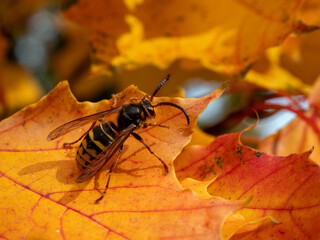 Wasp on yellow autumn leaves.