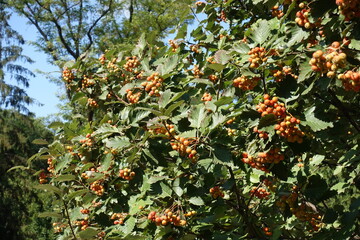 Fototapeta na wymiar Foliage and unripe fruits of Sorbus aria in mid September