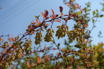 Unclouded blue sky and branch of common barberry with unripe fruits in August