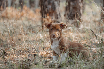 Naklejka na ściany i meble brown stray dog in the grass in the forest