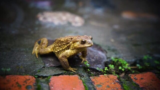 Toad, toad, crawling outdoors on rainy day