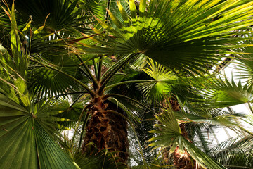 Fototapeta na wymiar Palm leaf close up. Background of palm leaves.