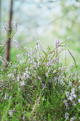 Heather on forest glade background close-up