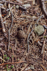 Pine cone among fallen pine needles close up