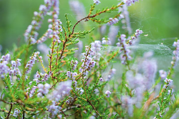 Heather on forest glade background close-up
