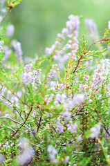 Heather on forest glade background close-up
