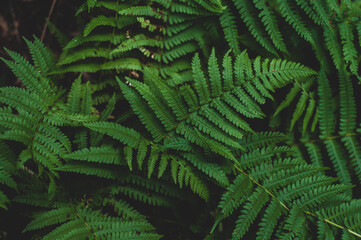 Fototapeta na wymiar Large fern leaves background close up, top view