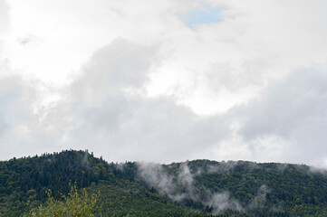 Thick white clouds over mountains covered with green forest. green trees in a small white fog nature outdoors.