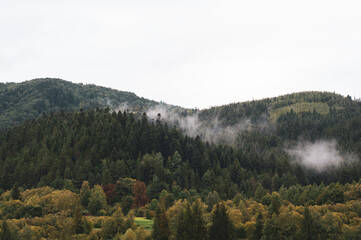 Mysterious coniferous forest with large green fir trees outside big white fog. outdoors. sky is covered with thick gray clouds