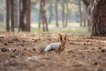 red squirrel in a spring pine forest with a pine cone