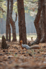 red squirrel in a spring pine forest with a pine cone