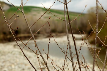 water through the tree