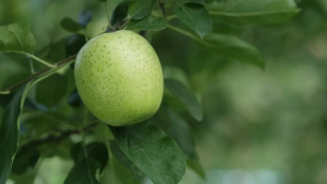 収穫を迎えた日本の青リンゴの動画素材（品種はおうりん）