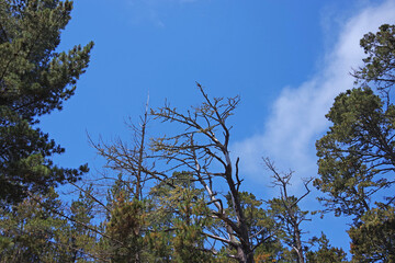 Central California coastal mountain forest landscape in summer