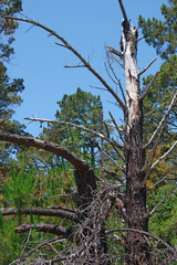 Central California coastal mountain forest landscape in summer