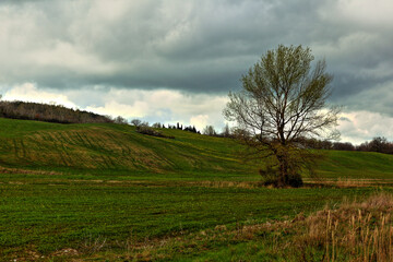 landscape with trees