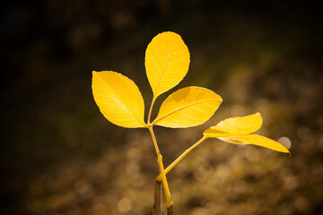 Yellow autumn leaves on a darl background. Natural background. 