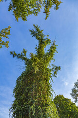 Scenic blue sky with clouds at daytime