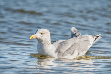 Schwimmende Silbermöwe in der Ostsee