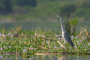 Grey Heron - Ardea cinerea, large common gray heron from lakes and rivers, Queen Elizabeth National Park, Uganda.