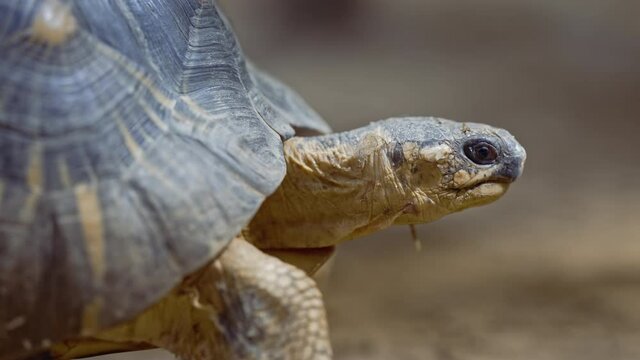 Close-up of radiated tortoise in its habitat on land. Beautiful turtle - rare species, Madagascar endemic. Exotic tropical animals concept.