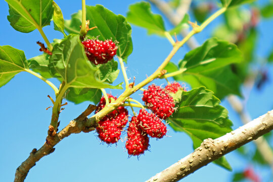 Bunch of Vibrant Red Immature Mulberry Fruits Ripening on the Tree