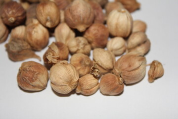 Dried Herbs,Amomum krervanh Pierre,Siam Cardamom, Best Cardamom, Clustered Cardamom, Camphor Seed,Zingiberaceae