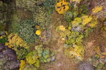 Aerial view of autumn forest landscape with top trees yellow foliage