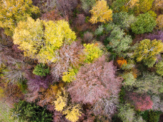 Aerial view of autumn forest landscape with top trees yellow foliage