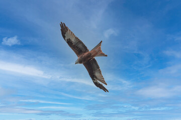Ptak drapieżny kania ruda w czasie lotu na tle lekko zachmurzonego nieba.