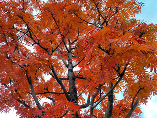 The crown of a rowan tree with red autumn leaves and clusters of berries