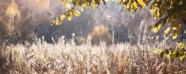 Dry autumn grasses in field in morning sun. Pampas grass in autumn. Natural abstract background.Meadow at countryside. Pastel neutral colors and earth tones. Dry beige reed. Banner. Selective focus