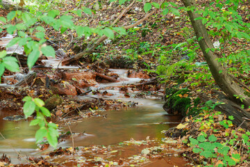 Wartki, spieniony strumień płynący przez las.